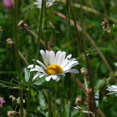 شقة Chesa Arnica A5