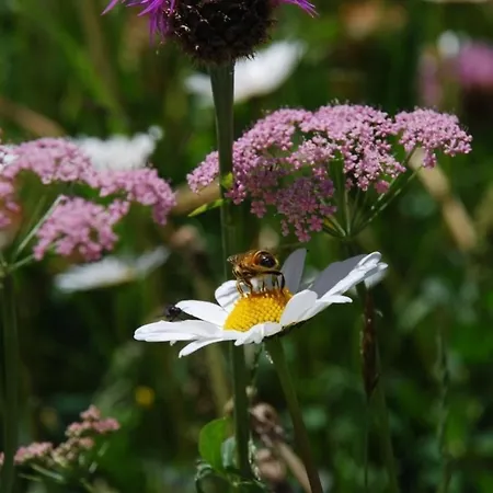 Chesa Arnica A5 *